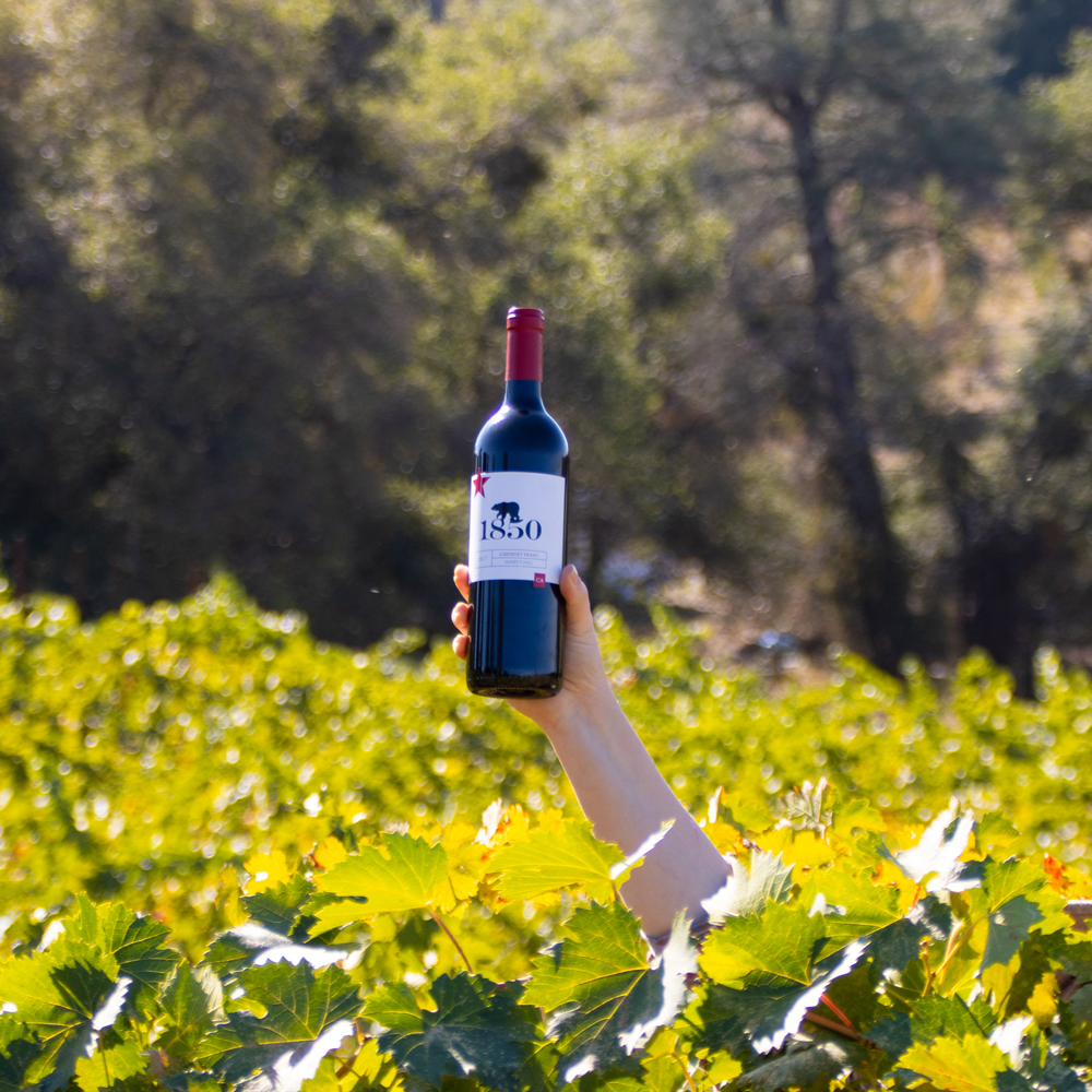 Bottle of 1850 Wine being held up above the vines
